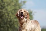 SETTER ANGLAIS 208